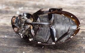 Attēlu rezultāti vaicājumam “Hydrochara caraboides”