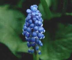 Attēlu rezultāti vaicājumam “Muscari botryoides flower”