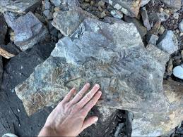 Attēlu rezultāti vaicājumam “Reticularia jurana”