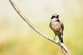 Attēlu rezultāti vaicājumam “Lanius excubitor”