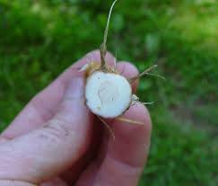 Attēlu rezultāti vaicājumam “Typha latifolia fruit”