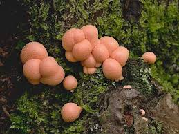 Attēlu rezultāti vaicājumam “Lycogala sp.”