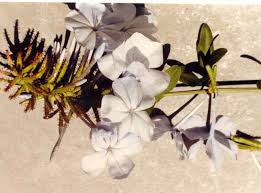 Attēlu rezultāti vaicājumam “Plumbaginaceae”