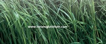 Attēlu rezultāti vaicājumam “Festuca pratensis”