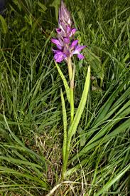 Attēlu rezultāti vaicājumam “Dactylorhiza traunsteineri”