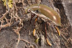 Attēlu rezultāti vaicājumam “Hydrochara caraboides”