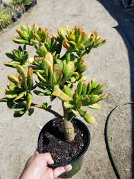Image result for Crassula hobbit