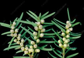Attēlu rezultāti vaicājumam “Taxus baccata male flower”