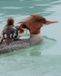 Attēlu rezultāti vaicājumam “Mergus merganser female”