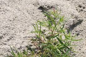 Attēlu rezultāti vaicājumam “Atriplex littoralis”