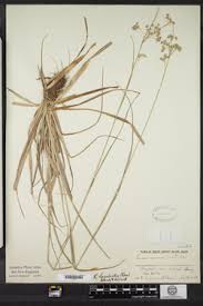 Attēlu rezultāti vaicājumam “Luzula luzuloides”