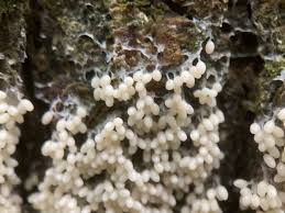 Attēlu rezultāti vaicājumam “Brefeldia maxima macro”