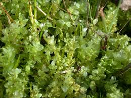 Attēlu rezultāti vaicājumam “Plagiomnium”