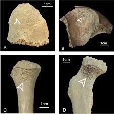 Attēlu rezultāti vaicājumam “Cribraria piriformis macro”