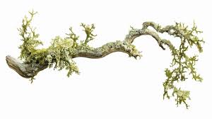 Attēlu rezultāti vaicājumam “Usnea filipendula”