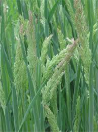 Attēlu rezultāti vaicājumam “Holcus lanatus”