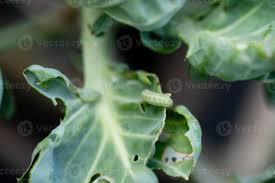Attēlu rezultāti vaicājumam “Pieris brassicae larva”