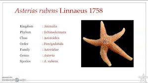Image result for Asterias rubens