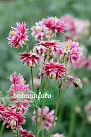 Image result for Aquilegia vulgaris `Nora Barlow`