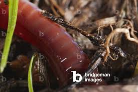 Attēlu rezultāti vaicājumam “Lumbricus terrestris”