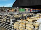 See other images of Welshpool livestock market - via Daymix