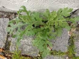 Attēlu rezultāti vaicājumam “Senecio viscosus leaf”