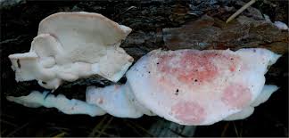 Attēlu rezultāti vaicājumam “Leptoporus mollis”