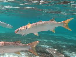 Image result for Mugil cephalus