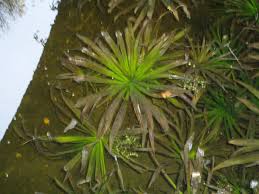 Attēlu rezultāti vaicājumam “Stratiotes aloides flower”