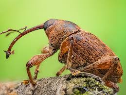 Attēlu rezultāti vaicājumam “Curculio nucum”