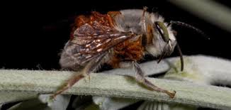 Attēlu rezultāti vaicājumam “Meloe sp. larva”