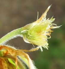 Attēlu rezultāti vaicājumam “Fagus sylvatica female flower”