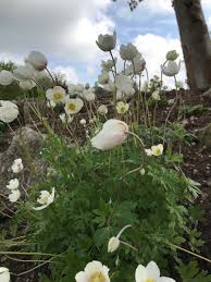 Attēlu rezultāti vaicājumam “Anemone sylvestris leaf”