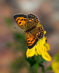 Attēlu rezultāti vaicājumam “Lycaena virgaureae”