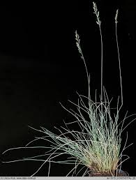 Attēlu rezultāti vaicājumam “Festuca polesica”