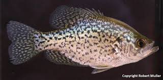 Image result for Pomoxis annularis