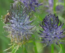 Attēlu rezultāti vaicājumam “Phyteuma spicatum fruit”