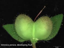 Attēlu rezultāti vaicājumam “Veronica persica fruit”