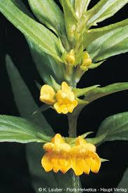 Attēlu rezultāti vaicājumam “Melampyrum sylvaticum flower”