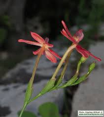 Attēlu rezultāti vaicājumam “Lophozia laxa”