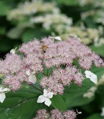 Attēlu rezultāti vaicājumam “Hydrangea arborescens flower”
