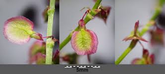 Attēlu rezultāti vaicājumam “Rumex acetosa bud”