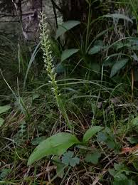 Attēlu rezultāti vaicājumam “Malaxis monophyllos leaf”