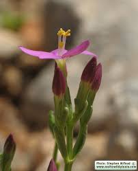 Attēlu rezultāti vaicājumam “Centaurium erythraea bud”