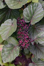 Attēlu rezultāti vaicājumam “Vitaceae”