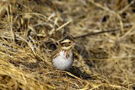Image result for Emberiza rustica