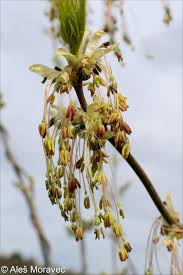 Attēlu rezultāti vaicājumam “Acer negundo fruit”