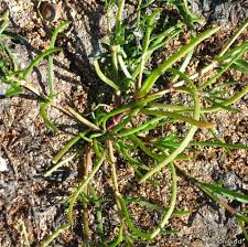 Attēlu rezultāti vaicājumam “Spergularia marina leaf”