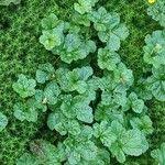 Attēlu rezultāti vaicājumam “Rubus chamaemorus leaf”