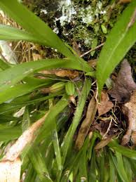 Attēlu rezultāti vaicājumam “Heterotrichia oerstedii (syn. Arcyria oerstedii) sessile”